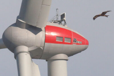 LNV-Position zu Windenergie, Planungsbeschleunigung und Artenschutz