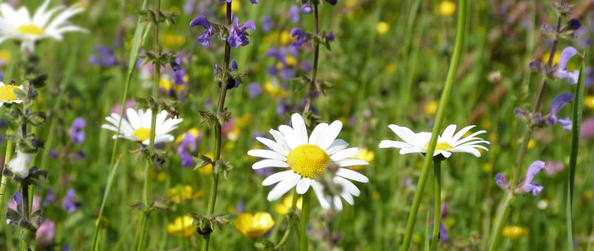 Wildblumenwiese