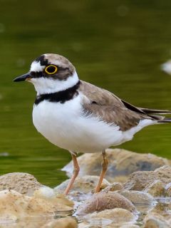 Foto: Naturgucker-Nadine Röhnert