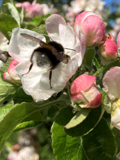 Eine Hummel auf einer Apfelblüte