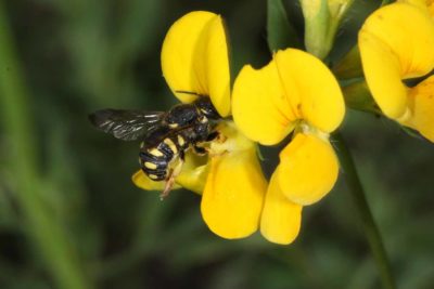Naturschützer fordern Aktionsprogramm gegen den stummen Frühling
