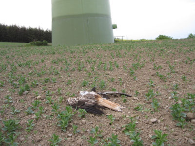 Umwelt-, Windenergie- und Gutachterverbände legen Kriterien für gute Artenschutzgutachten vor