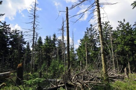 Zukunftsforum Naturschutz 2021: Symbolbild Waldsterben