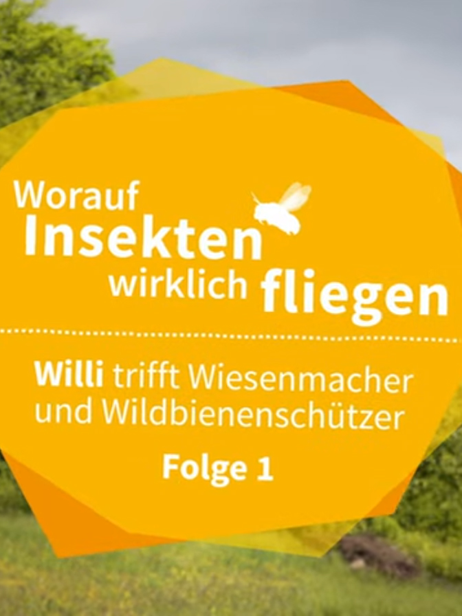 willi-trifft-wildbienen-01