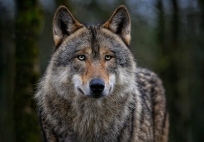Land und Trägergemeinschaft vereinbaren Fortführung des Ausgleichsfonds Wolf