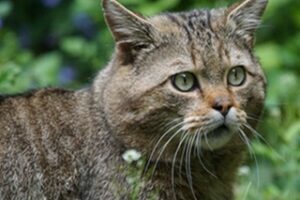 Luchs, Wildkatze und Co. – was bringt die Fortschreibung des Generalwildwegeplans 2025?