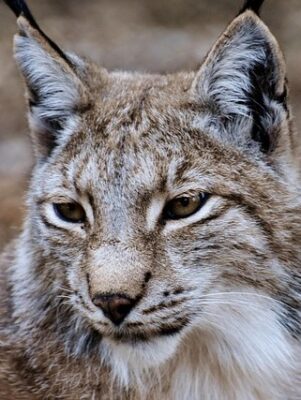 Nahaufnahme eines Luchses