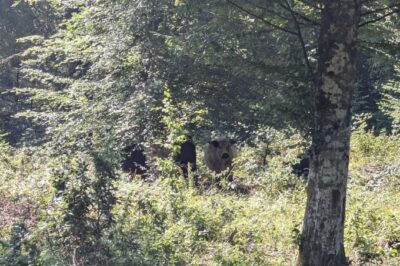 Position zur Unterstützung der Weidtierhalter