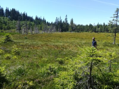 StEiN-Vortrag am 15.10.26 - Ökosystem Moor: im Spannungsfeld von Klimaschutz, Artenvielfalt, Landnutzung und Gesellschaft